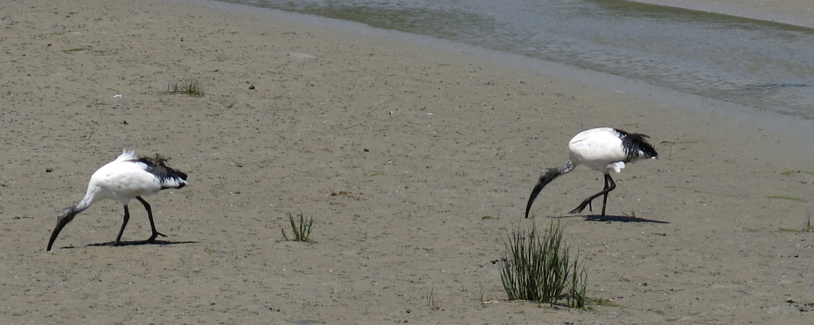 Okapi's op 't strand.