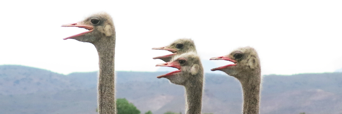 We tellen geen schaapjes maar wel struisvogels om de slaap te vatten.