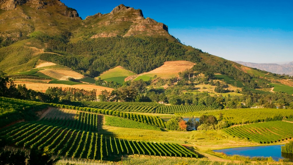 Wijnbouw-in-de-regio-Wellington-Zuid-Afrika