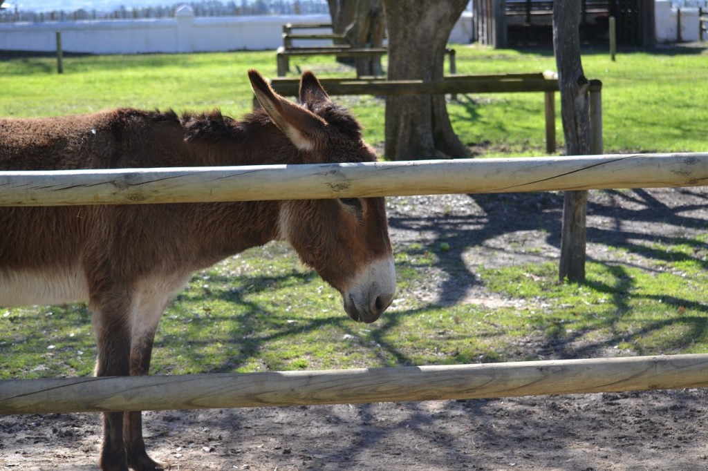 delightful-donkeys-near