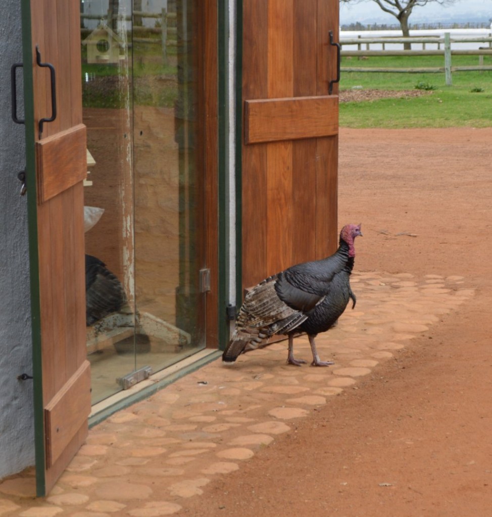turkey-and-other-farm