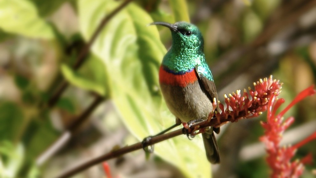 Sunbird