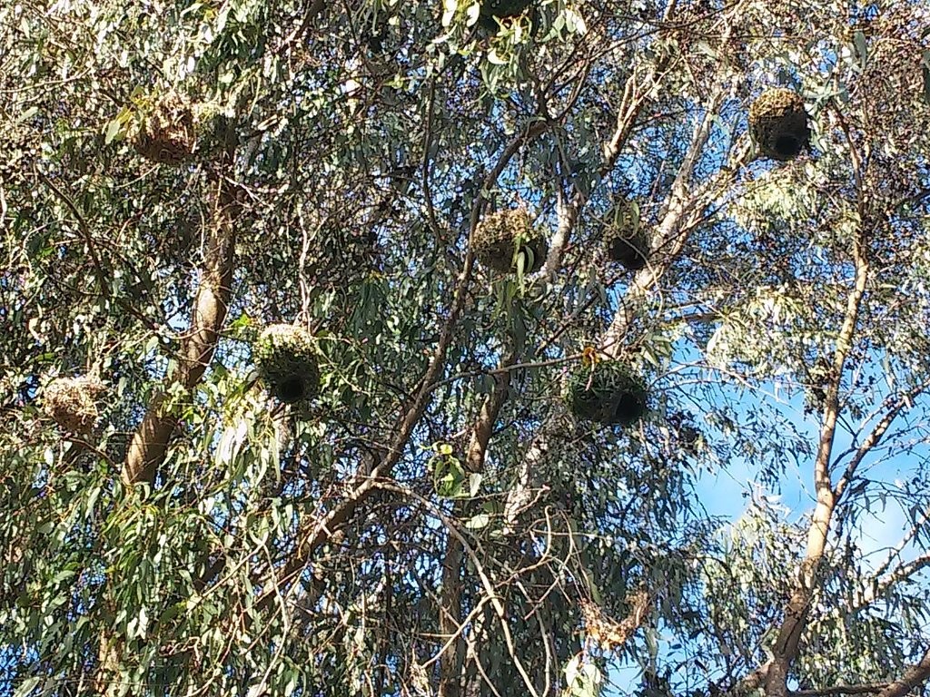 bokmakierie-nests-in