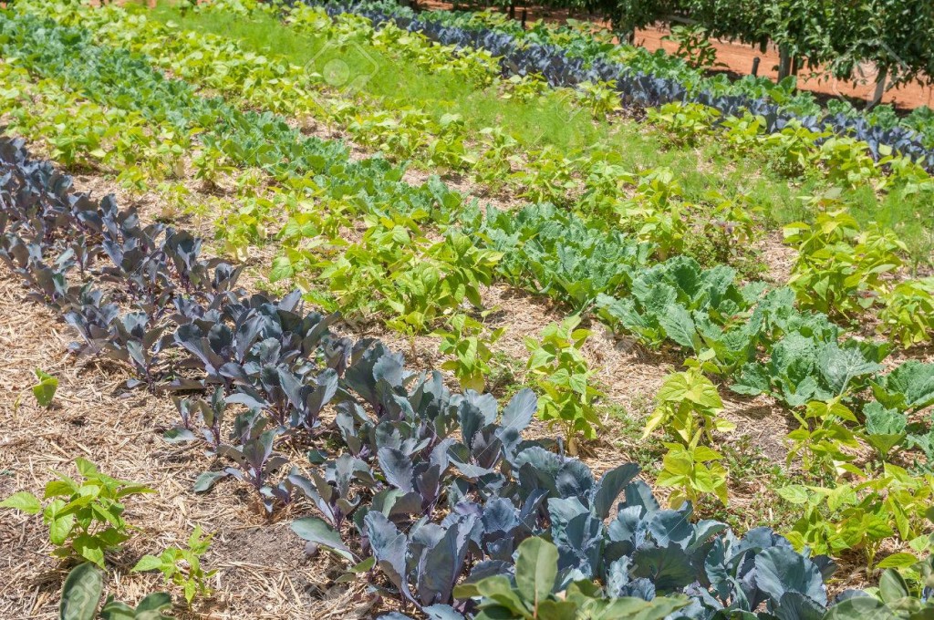 Vegetable garden on  a farm